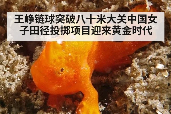 王峥链球突破八十米大关中国女子田径投掷项目迎来黄金时代